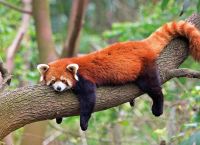 Rare red panda born in Attica Zoological Park