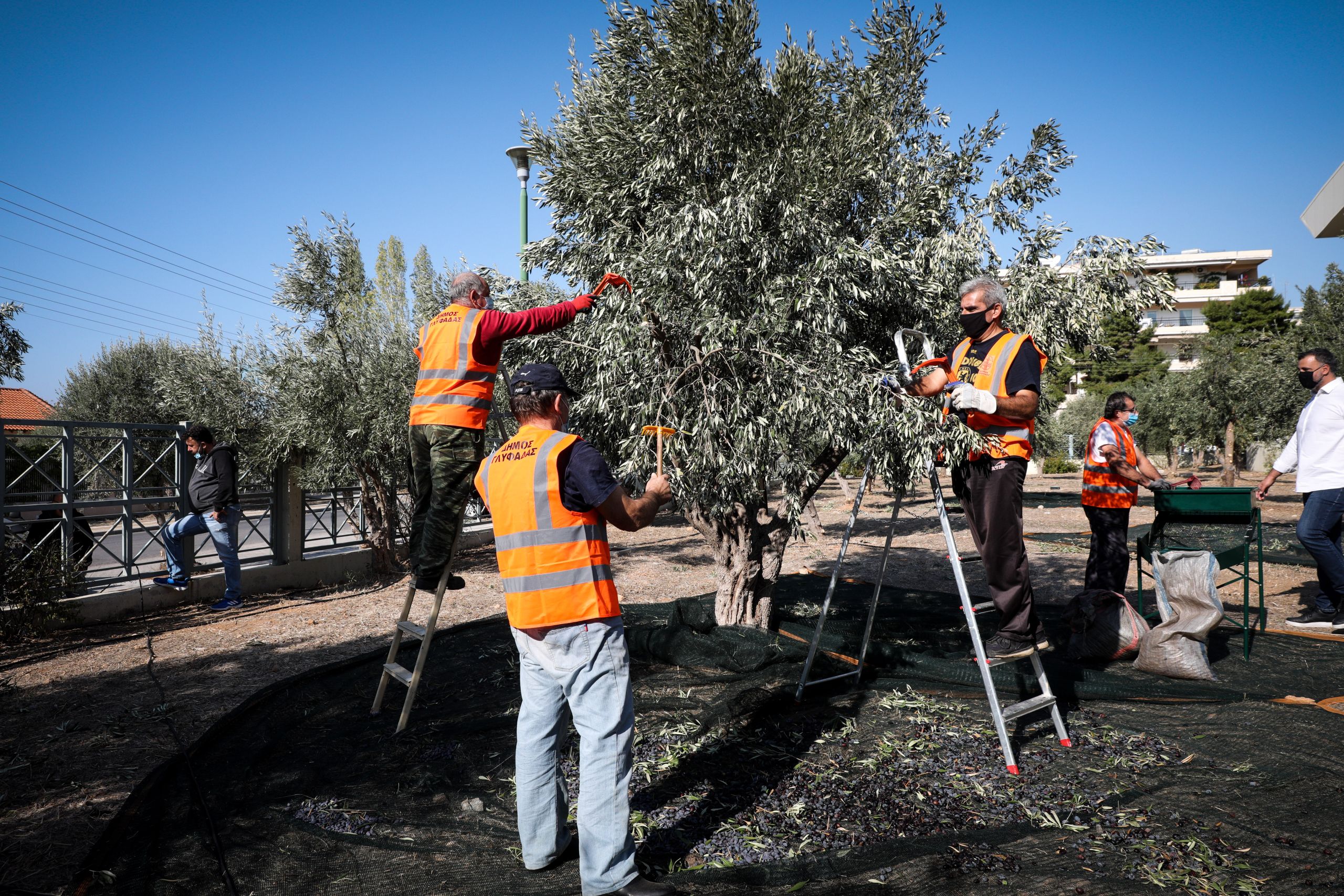ΕΛΓΑ: Σήμερα η πληρωμή αποζημιώσεων ύψους 28 εκατ.