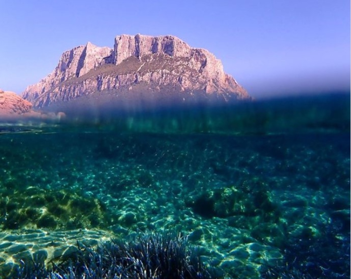 Τα λιβάδια Ποσειδωνίας στις ελληνικές θάλασσες βρίσκονται σε κίνδυνο