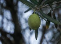 Hellenic Food Authority (EFET): Irregularity Found in 15% of Olive Oils