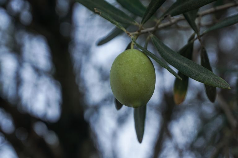 Hellenic Food Authority (EFET): Irregularity Found in 15% of Olive Oils