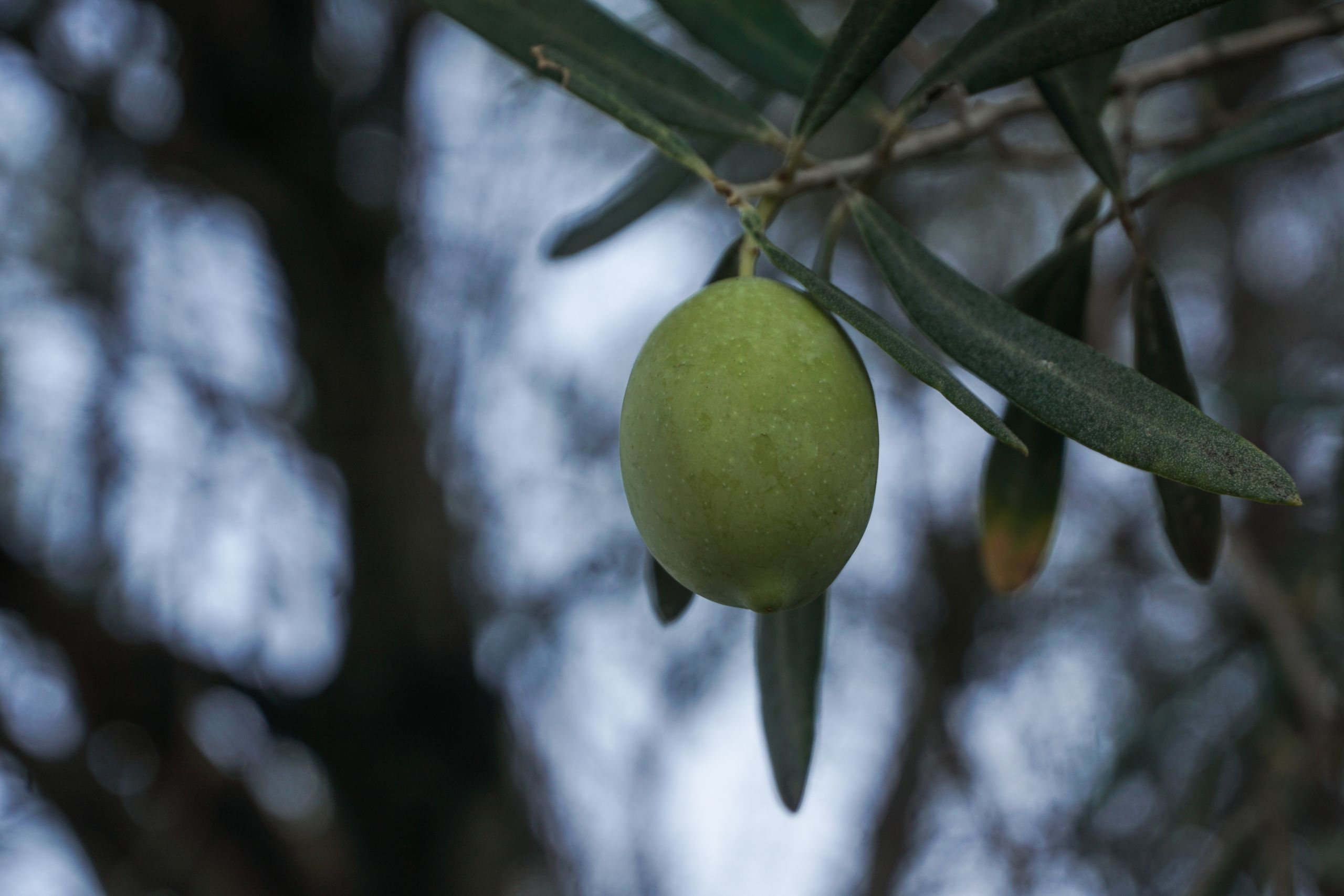 Hellenic Food Authority (EFET): Irregularity Found in 15% of Olive Oils