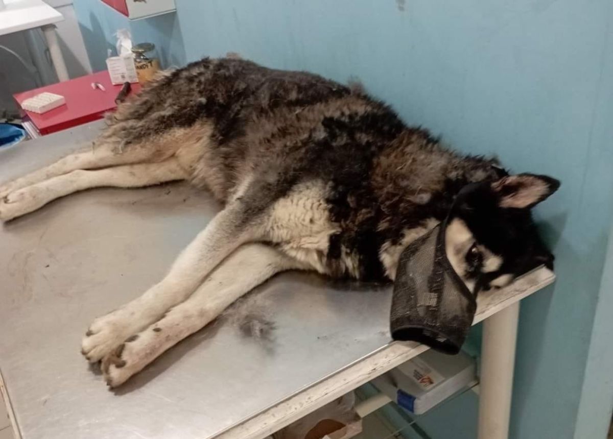 Τι λέει το πόρισμα για τον Όλιβερ στην Αράχωβα – Eίχε οριστεί ειδικός πραγματογνώμονας