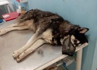 “Ο Άρειος Πάγος θα ενημερωθεί για τη διαρροή στη δικογραφία” δήλωσε ο δικηγόρος του κηδεμόνα του χάσκι