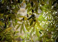 Greek olive oil exports exceeded €1 billion in 2023 for the first time!
