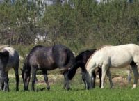 Γρεβενά: Σοκάρει ο κτηνίατρος για τα νεκρά άλογα – “Αφαιρέθηκαν με χειρουργική ακρίβεια 750 κιλά κρέας”