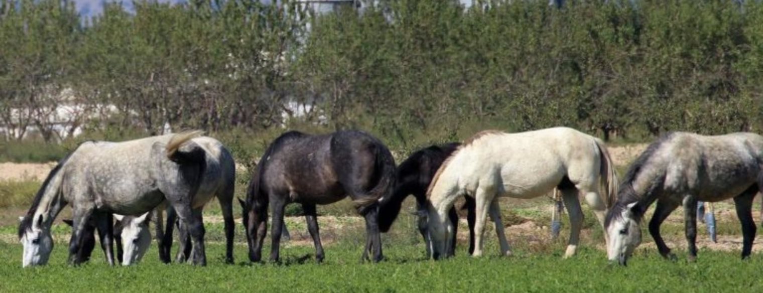Γρεβενά: Σοκάρει ο κτηνίατρος για τα νεκρά άλογα – “Αφαιρέθηκαν με χειρουργική ακρίβεια 750 κιλά κρέας”