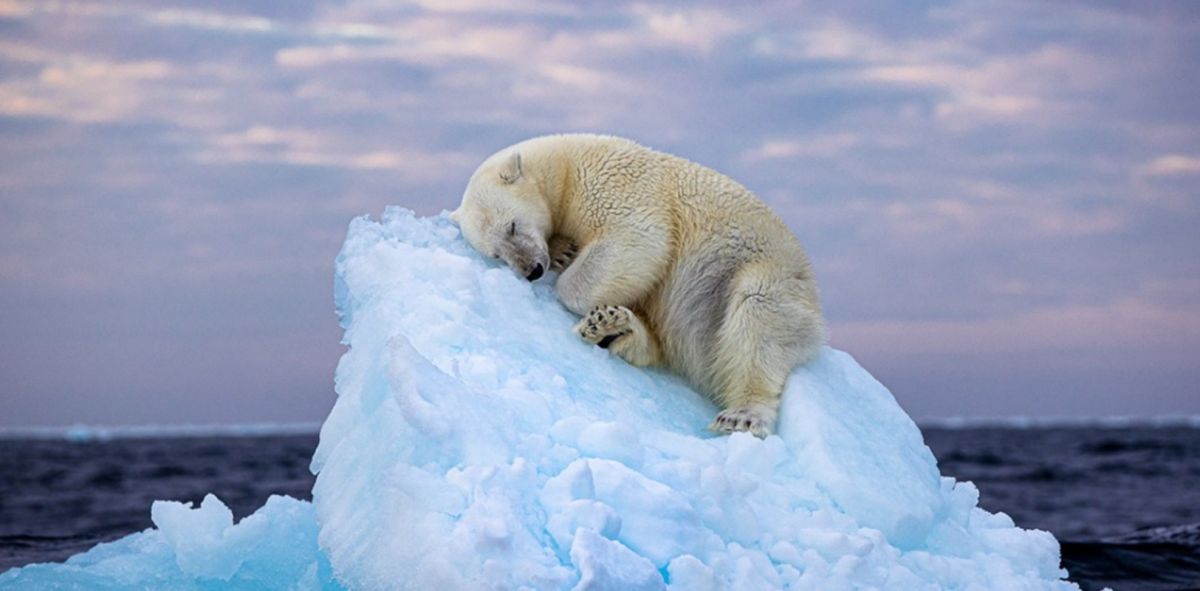 Η φωτογραφία που κέρδισε το βραβείο Wildlife Photographer of the Year