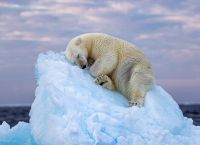 Η φωτογραφία που κέρδισε το βραβείο Wildlife Photographer of the Year