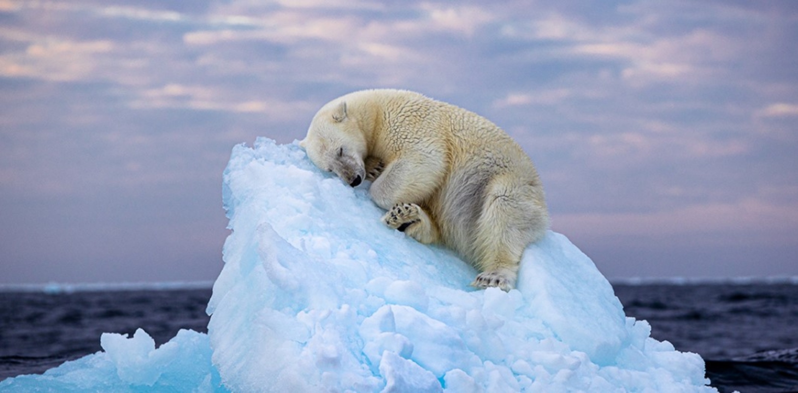 Η φωτογραφία που κέρδισε το βραβείο Wildlife Photographer of the Year