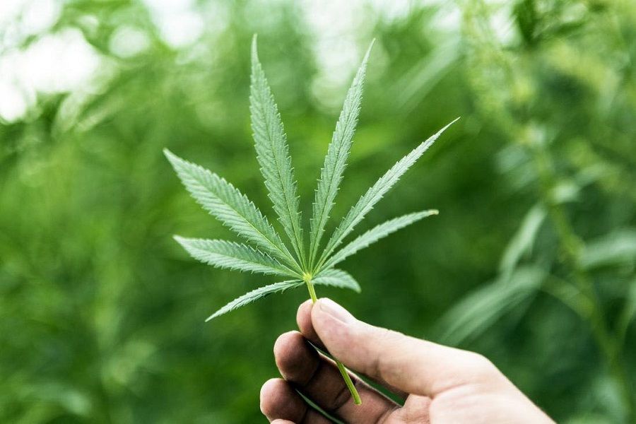 Γερμανία: Σε περιορισμένη νομιμοποίηση της κάνναβης προχωρά ο συνασπισμός του Σολτς