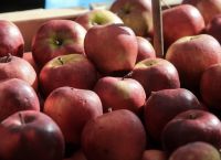 Σε απόγνωση οι μηλοπαραγωγοί μετά τις καταστροφές από τις κακοκαιρίες