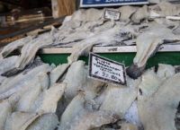 Πανάκριβος και ο μπακαλιάρος ενόψει 25ης Μαρτίου – Σε τι τιμές κυμαίνεται
