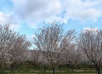 Καιρός σήμερα: Κρύο το πρωί – Άνοιξη το μεσημέρι