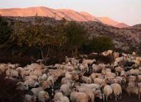 ΣΕΚ: Προτάσεις για την αναθεώρηση της ΚΑΠ