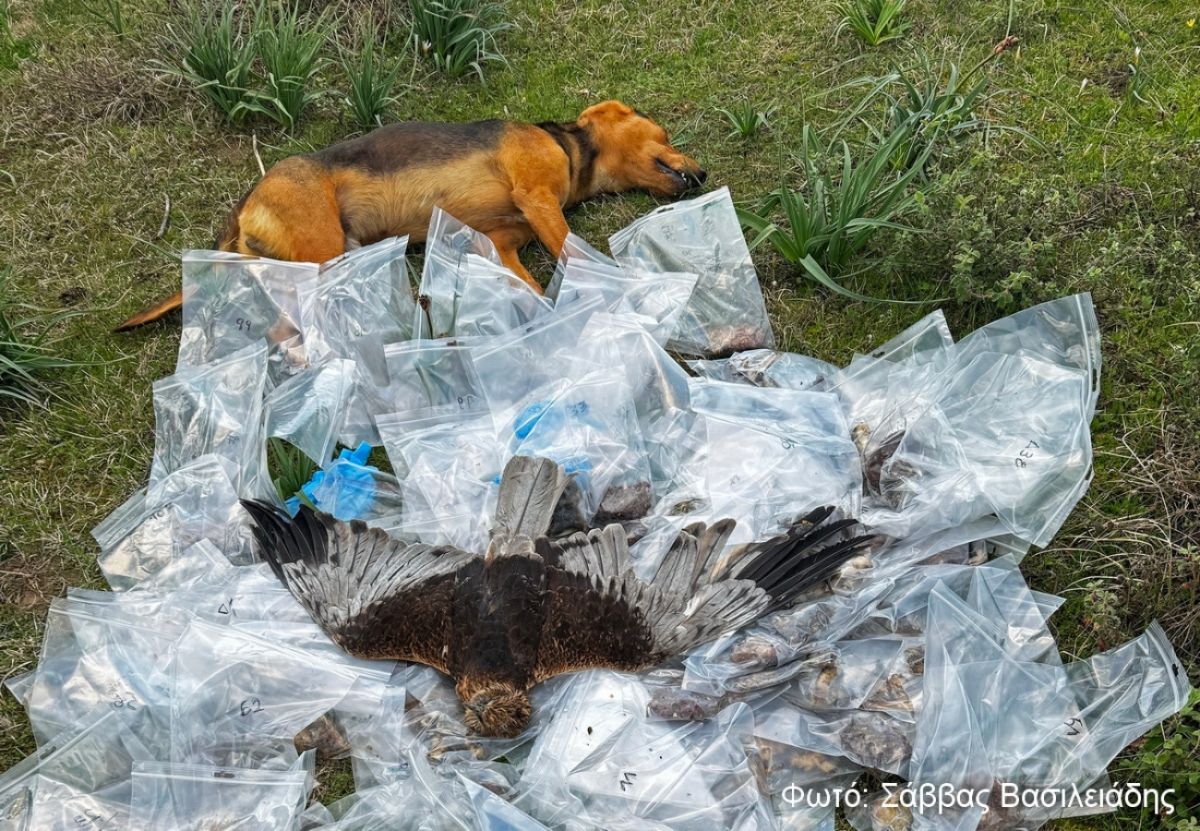Θεσσαλία: 195 φόλες βρέθηκαν σε ορεινή περιοχή – Πέθαναν σκύλοι και άγρια πτηνά
