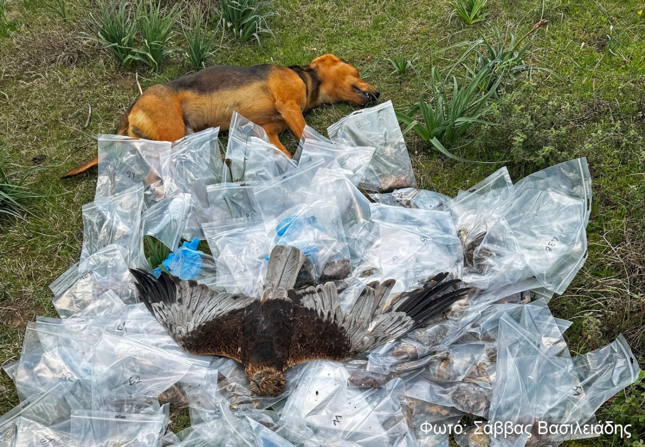 Θεσσαλία: 195 φόλες βρέθηκαν σε ορεινή περιοχή – Πέθαναν σκύλοι και άγρια πτηνά
