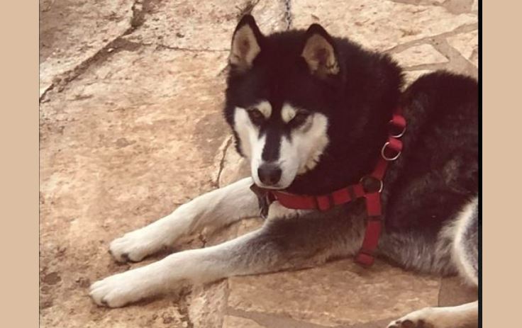 Αράχωβα: Ποινική δίωξη για την κακοποίηση του χάσκι Όλιβερ [vid]