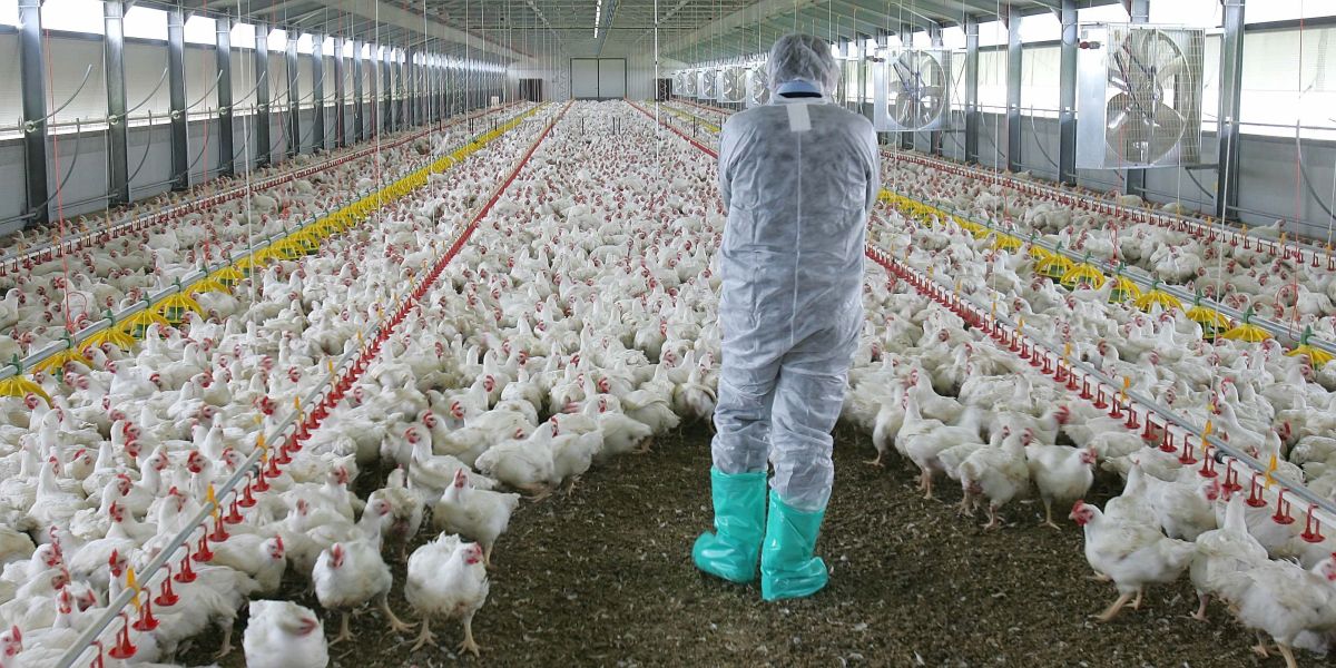 Γρίπη των πτηνών: Ευρωπαϊκή υπηρεσία προειδοποιεί για κίνδυνο πανδημίας