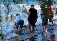 Ναύπλιο: Λουόμενοι έσωσαν δελφινάκι που παρασύρθηκε από το κύμα στα ρηχά