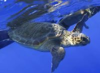 21.5% of animal, plant and fungal species in Greece under extinction threat