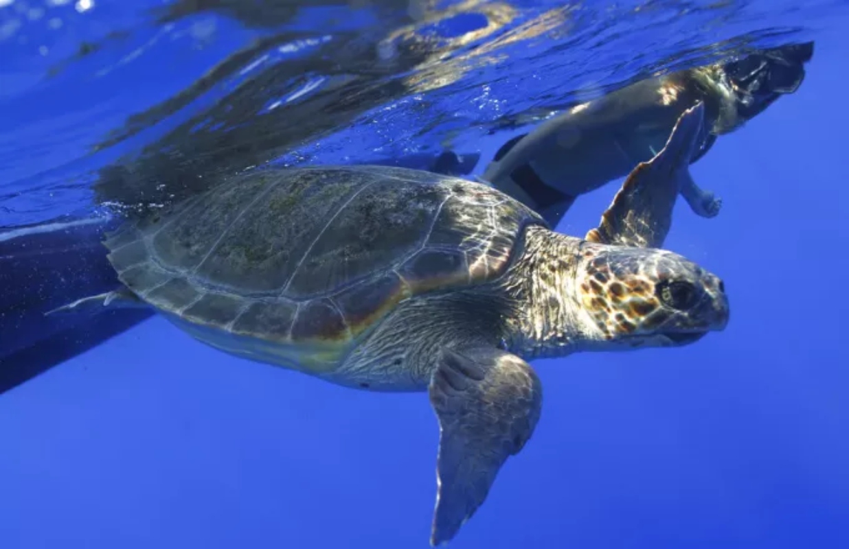 21.5% of animal, plant and fungal species in Greece under extinction threat