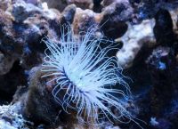 Marine Ecosystems in Greece Face Collapse, Experts Warn