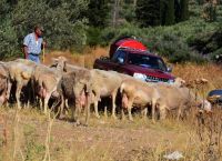 Πανώλη στα αιγοπρόβατα: 12 ερωταπαντήσεις για το τι είναι, τι συμπτώματα έχει, αν μεταδίδεται στον άνθρωπο
