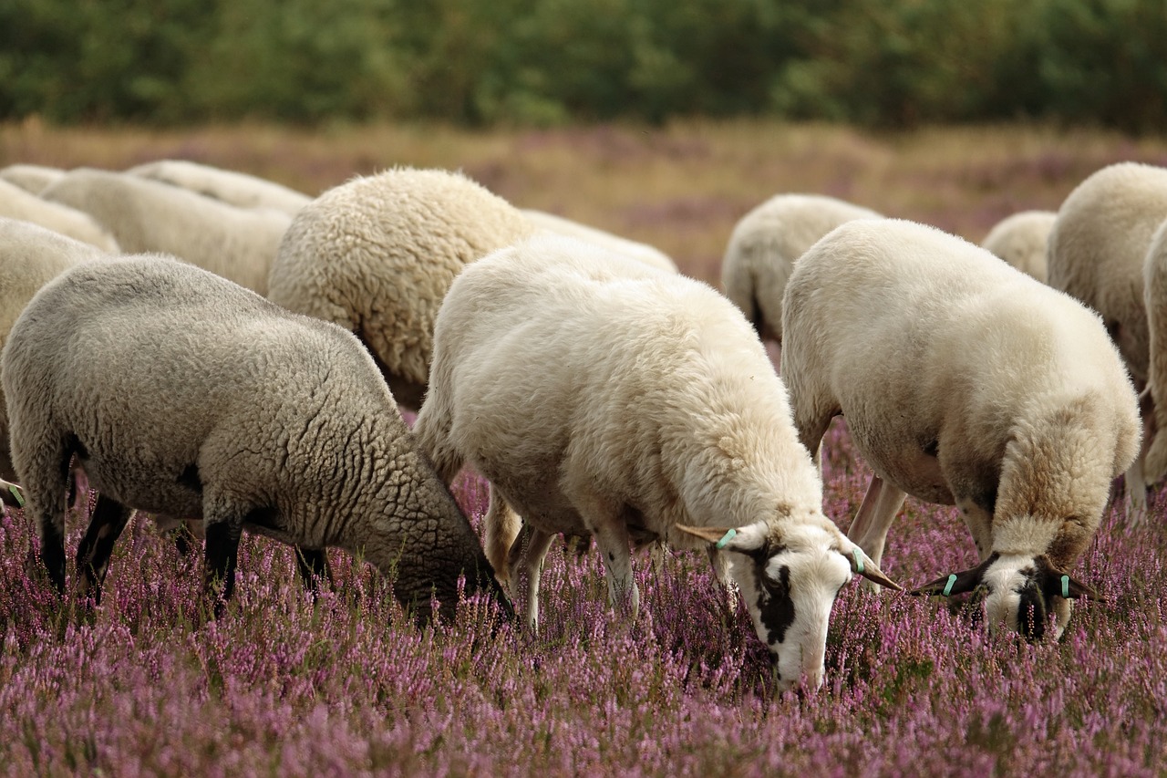 Greece records 22 cases of PPR goat and sheep plague most in Thessaly