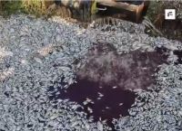 Σοκ στο Βόλο: Το νερό βάφτηκε κόκκινο από το αίμα των νεκρών ψαριών [vid]
