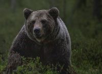 Γιατί η Σουηδία έχει βάλει στόχο να εξοντώσει το 20% του πληθυσμού της καφέ αρκούδας
