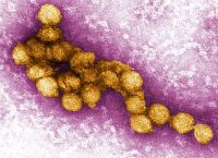 Greece Records 12 Deaths from West Nile Virus in 2024 Greece Records 12 Deaths from West Nile Virus in 2024
