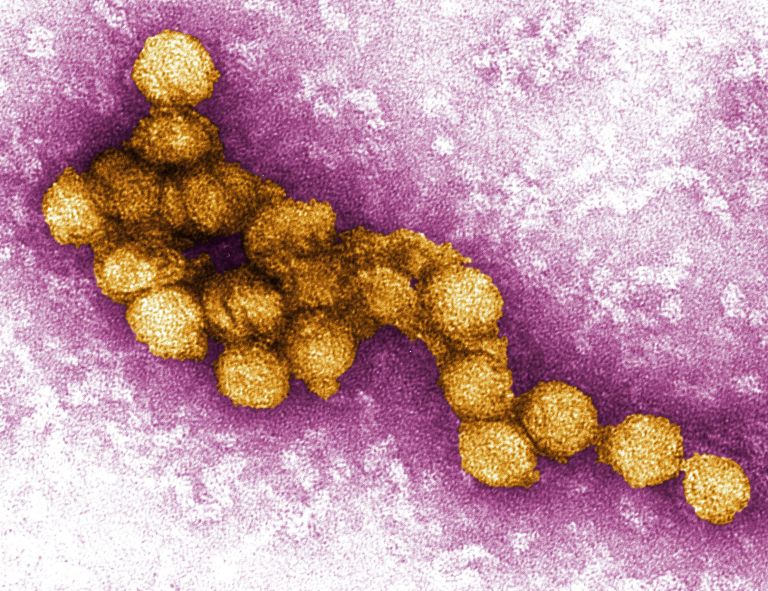 Greece Records 12 Deaths from West Nile Virus in 2024
