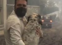 Fire in Attica: Battle to save animals from the fiery front – Dramatic appeals on social media Fire in Attica: Battle to save animals from the fiery front – Dramatic appeals on social media
