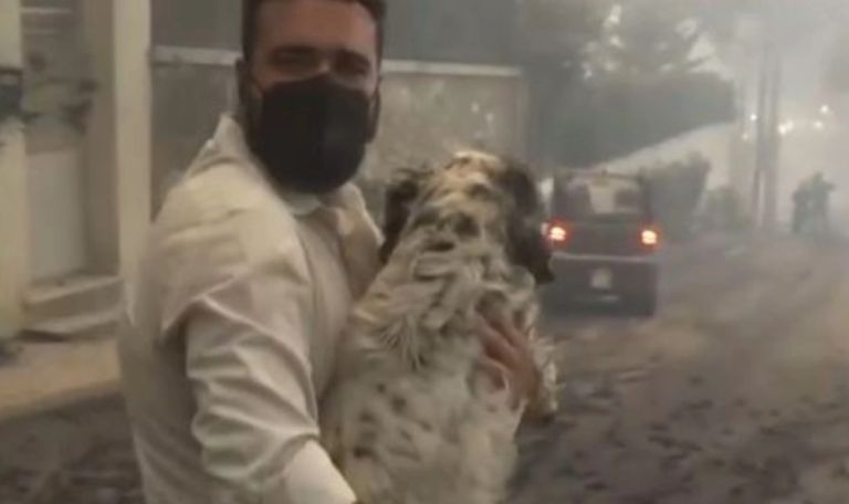 Fire in Attica: Battle to save animals from the fiery front – Dramatic appeals on social media