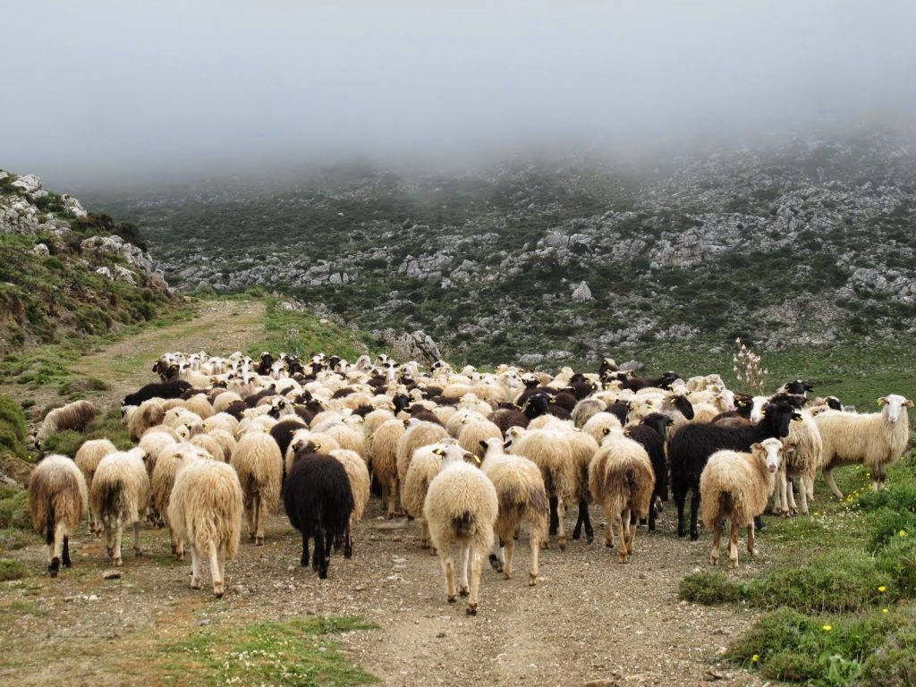 ΣΕΚ: Μέτρα αντιμετώπισης της πανώλης των αιγοπροβάτων