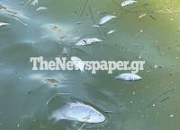 Σοκάρουν οι εικόνες με τα εκατοντάδες νεκρά ψάρια να επιπλέουν στο λιμάνι του Βόλου