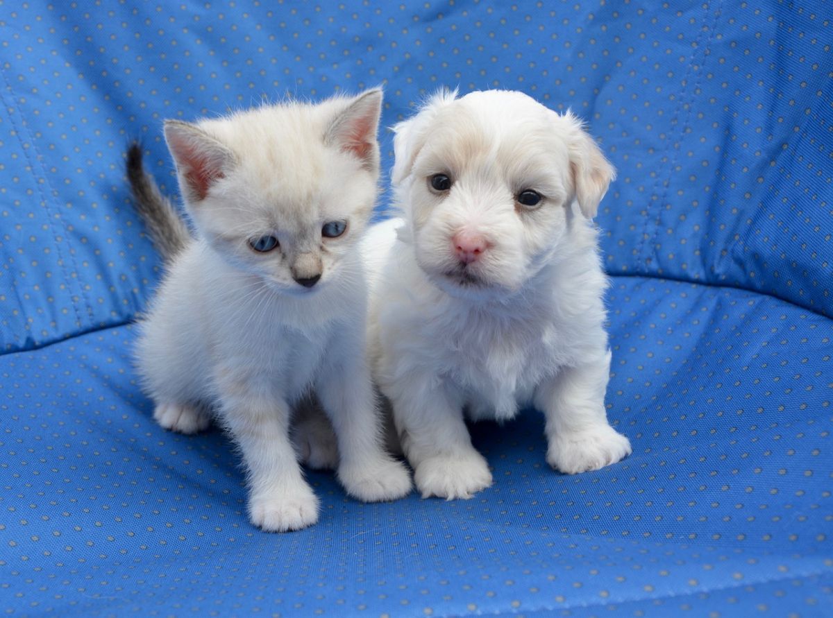 Pet Registration Data Goes Digital in Greece