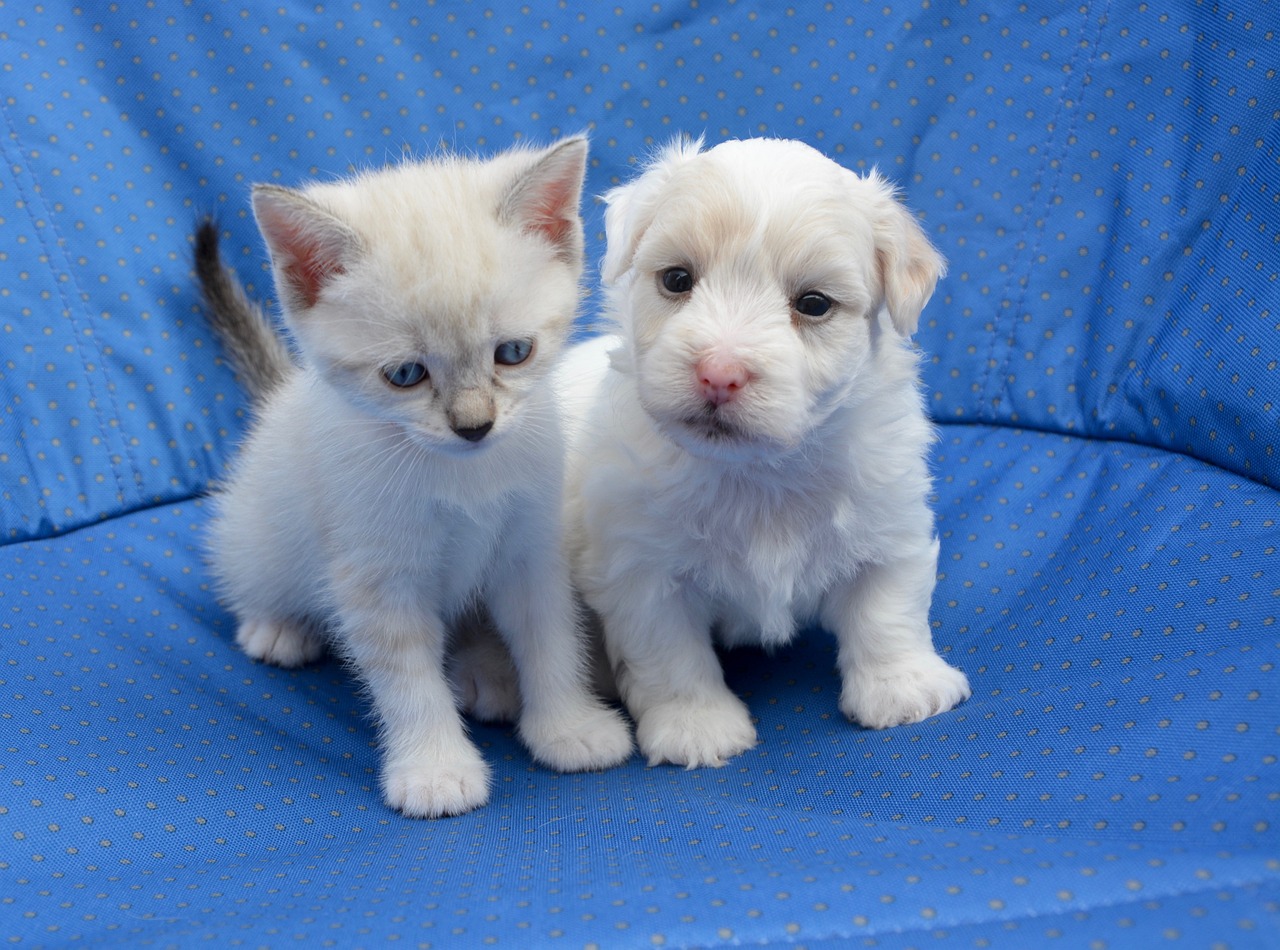 Pet Registration Data Goes Digital in Greece