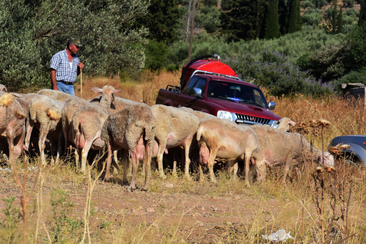 Συναγερμός για την ευλογιά των προβάτων -Απαγορεύονται μετακινήσεις αιγοπροβάτων για 10 ημέρες
