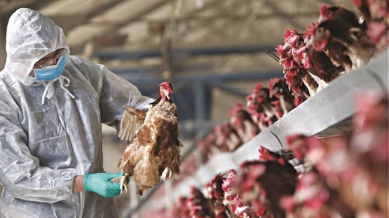 Greek Ministry Launches Preventative Bird Flu Inspections After Bulgarian H5N1 Case