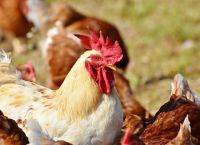 Εταιρεία με γαλοπούλες αντιμετωπίζει εκκλήσεις μποϊκοτάζ μετά από βίντεο εργαζoμένων να τις κακοποιούν