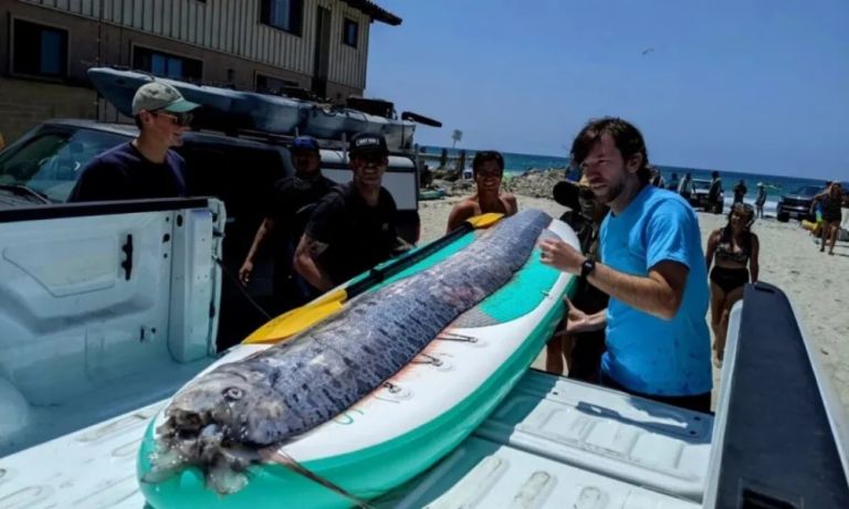 «Προάγγελος καταστροφής»: Επανεμφανίστηκε το ψάρι «προμήνυμα» μεγάλων σεισμών [vid,pics]