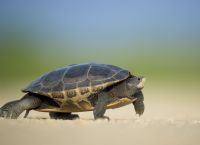 Record Breaking Loggerhead Turtle Nesting Season in Zakynthos
