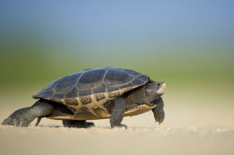 Record Breaking Loggerhead Turtle Nesting Season in Zakynthos
