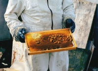 Μελισσοκομία: Στα 1,8 εκατ. ευρώ η ενίσχυση για τα Μικρά Νησιά του Αιγαίου Πελάγους