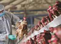 Γρίπη πτηνών: Χαμηλός ο κίνδυνος λέει ο Παγκόσμιος Οργανισμός Υγείας Γρίπη πτηνών: Χαμηλός ο κίνδυνος λέει ο Παγκόσμιος Οργανισμός Υγείας