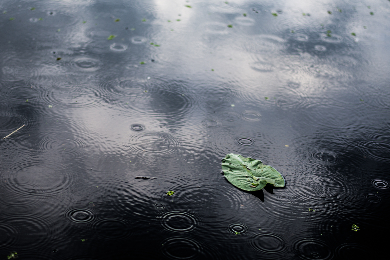 high angle closeup shot isolated green leaf puddle rainy day 1