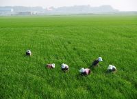 «Γεωργία με Ευφυΐα»: Επιτυχής ολοκλήρωση της εγκατάστασης όλων των Σταθμών Συλλογής Δεδομένων