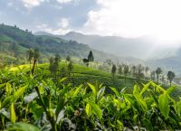 Χρηματιστήριο ρύπων: Ασπίδα 1 δισ. για τα δάση